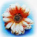Thumbnail for version as of 00:17, 14 May 2026
